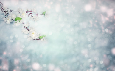 spring background of flowering white cherry flowers tree and leaves