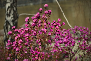 Obraz premium Russia. Mountain Altai. Chuyskiy tract in the period of the flowering of Rhododendron Ledebourii.