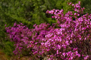Russia. Mountain Altai. Chuyskiy tract in the period of the flowering of Rhododendron Ledebourii.