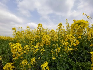 Obraz premium yellow cole flowers