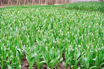 Obraz premium Tulip plantation in City Garden