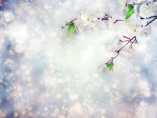 spring background of flowering white cherry flowers tree and leaves