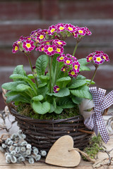 Stielprimel in Bordeauxrot im Korb Primula elatior