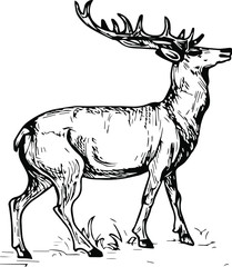  Hand drawn elk. Vector isolated on a transparent background