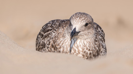 Goéland brun sur le sable