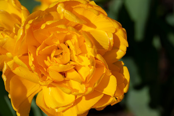 Yellow tulip from above. Beautiful spring flowers close-up.