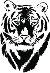  Hand drawn tiger. Vector isolated on a transparent background
