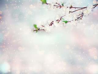 spring background flowering white cherry flowers tree and abstract bokeh