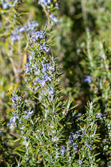 Purple flowers of Salvia rosmarinus