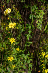 Yellow flowers of primrose jasmine