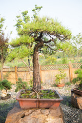 Pine bonsai in the basin garden of Nantong, China