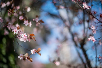 Plum flowers blooming in spring