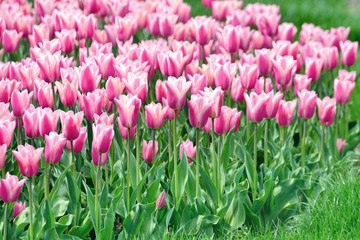 Beautiful rose tulip garden