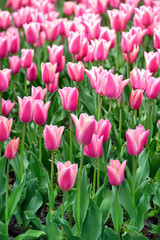 Beautiful rose tulip garden
