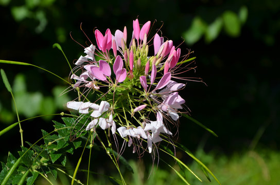  cleoma beautiful flower in the garden