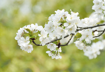 White pear flower in City Garden