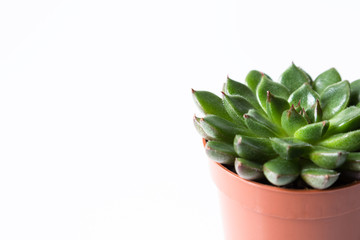 Succulent in pot isolated on white background copy space