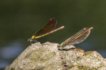 Demoiselles cuivrées au repos
