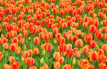 Fototapeta na wymiar Beautiful tulip garden