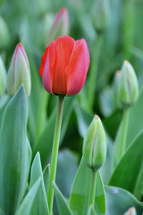 Close up of red tulip
