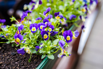 Small violets in a flower pot. Springtime  flowers. 