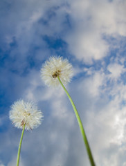two white dandelion (taraxacum officinalis) or erythrospermum plant flower against a blurry blue sky and clouds ,low angle