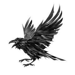 painted flying raven bird on a white background - obrazy, fototapety, plakaty
