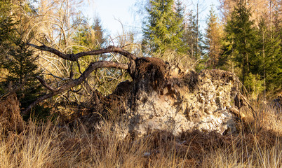 Tree uprooted by storm, natural disaste