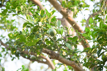 Obraz premium Citron in the basin garden of Nantong, China