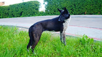 Obraz premium Dog with black-white hair sits on the green grass on a sunny summer day