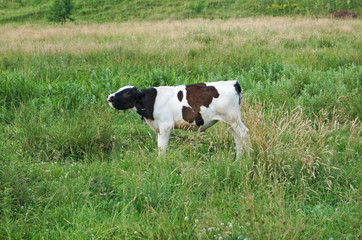 Naklejka na ściany i meble A calf with black and white fur grazes in a clearing with green grass on a summer day