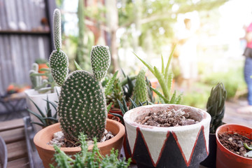 Small cactus in a flowerpot. Close up.