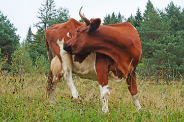 A cow with brown-white fur and horns grazes in a clearing with green grass on a summer day