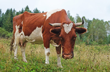 A cow with brown-white fur and horns grazes in a clearing with green grass on a summer day