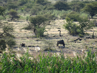 Connochaetes taurinus taurinus