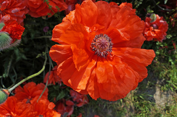 Poppy flower and bud with delicate bright red petals on a green stem in a flower bed
