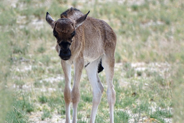 Connochaetes taurinus taurinus