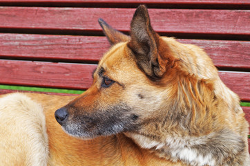 Dog with red fur lies on a bench in the park on a sunny spring day