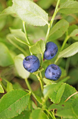 Blueberry branch with juicy dark blue berries and green leaves in a clearing in the forest