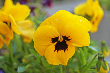 Violet flowers and buds with delicate blue, yellow, burgundy, violet and white petals on the flowerbed