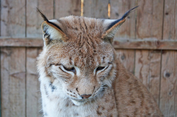 A wild lynx with furry beige brown fur sits in a cage at the zoo