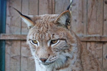 A wild lynx with furry beige brown fur sits in a cage at the zoo