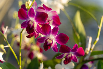 Fototapeta na wymiar Selection beautiful orchid on blur background. Selective focus