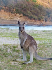 Naklejka na ściany i meble Kangaroo on Beach
