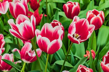 beautiful fresh and bright pink tulips on the flower field in netherlands