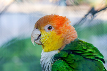 White-bellied parrot, pionites leucogaster, adult standing on branch