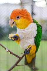 Fototapeta premium White-bellied parrot, pionites leucogaster, adult standing on branch, holding food