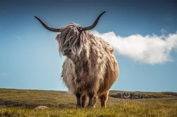 Fototapete Hellblau Highlander Kuh mit dem vom Wind bewegten Haar, Schottland. Konzept: Schottische Landschaften, typische Nutztiere, Reise nach Schottland