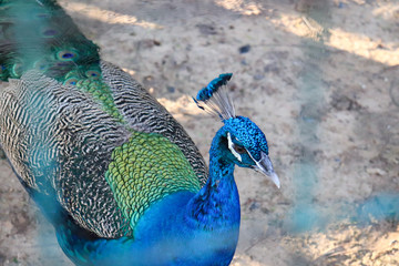 Beautiful Male  Peacock focus on head ,  Peacock feathers in Thailand Zoo