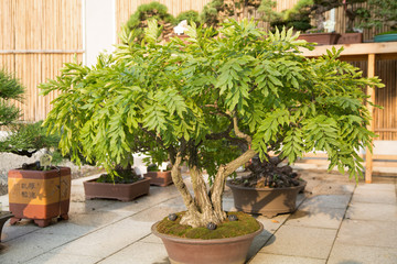 Fototapeta na wymiar Wisteria bonsai in the basin garden of Nantong, China